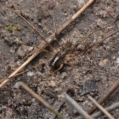 Megalopsalis (genus) (A Neopilionid harvestmen) at Yarralumla, ACT - 6 Aug 2025 by NateKingsford