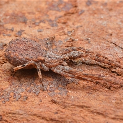Stephanopis sp. (genus) (Knobbly crab spider) at Yarralumla, ACT - 6 Aug 2025 by NateKingsford