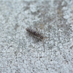 Entomobryomorpha (order) (Entomobryomorph springtail) at Yarralumla, ACT - 6 Aug 2025 by NateKingsford