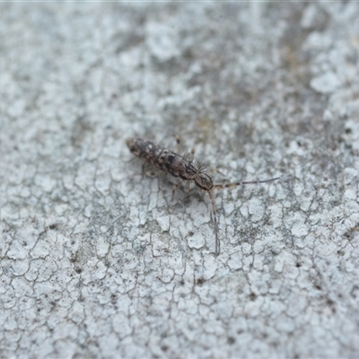 Entomobryomorpha (order) (Entomobryomorph springtail) at Yarralumla, ACT - 6 Aug 2025 by NateKingsford