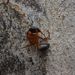 Camponotus consobrinus (Banded sugar ant) at Yarralumla, ACT - 6 Aug 2025 by NateKingsford