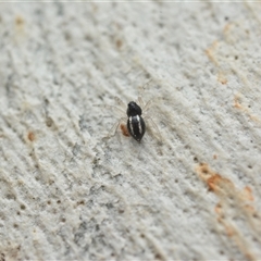Euryopis umbilicata (Striped tick spider) at Yarralumla, ACT - 6 Aug 2025 by NateKingsford