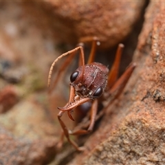 Myrmecia sp. (genus) (Bull ant or Jack Jumper) at Yarralumla, ACT - 6 Aug 2025 by NateKingsford