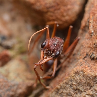 Myrmecia sp. (genus) (Bull ant or Jack Jumper) at Yarralumla, ACT - 6 Aug 2025 by NateKingsford