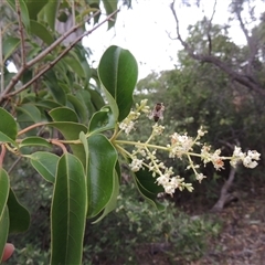 Ligustrum lucidum (Large-leaved Privet) at Theodore, ACT - 23 Jan 2025 by MichaelBedingfield