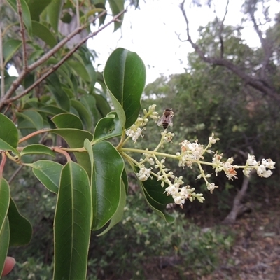 Ligustrum lucidum (Large-leaved Privet) at Theodore, ACT - 23 Jan 2025 by MichaelBedingfield