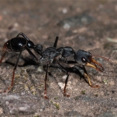 Myrmecia tarsata (Bull ant or Bulldog ant) at Kambah, ACT - 6 Aug 2025 by TimL
