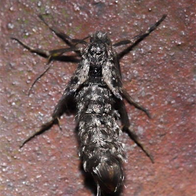 Hepialidae (family) (Unidentified Swift or Ghost Moth) at Paddys River, ACT - 6 Aug 2025 by TimL