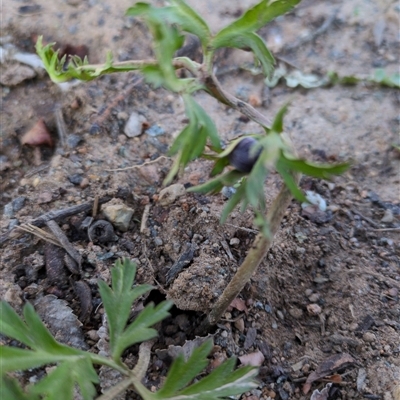 Geranium (genus) (Geranium) at Hackett, ACT - 7 Aug 2025 by Katelikesbugs