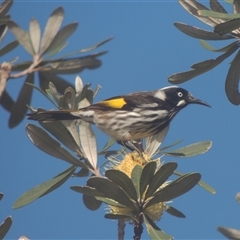 Phylidonyris novaehollandiae (New Holland Honeyeater) at Pretty Beach, NSW - 10 Jun 2014 by MichaelBedingfield