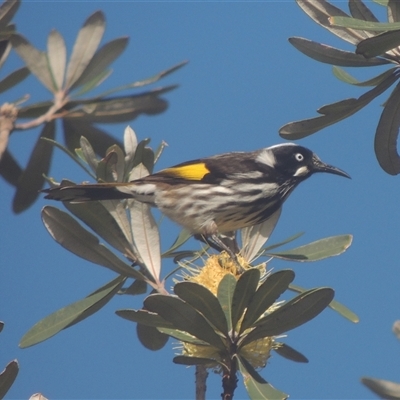 Phylidonyris novaehollandiae (New Holland Honeyeater) at Pretty Beach, NSW - 10 Jun 2014 by MichaelBedingfield