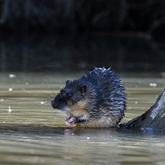 Hydromys chrysogaster (Rakali or Water Rat) at Fyshwick, ACT - 5 Aug 2025 by davidcunninghamwildlife
