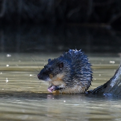 Hydromys chrysogaster (Rakali or Water Rat) at Fyshwick, ACT - 5 Aug 2025 by davidcunninghamwildlife