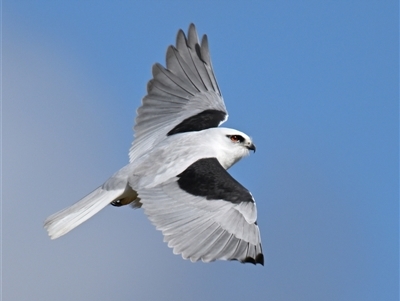 Elanus axillaris (Black-shouldered Kite) at Fyshwick, ACT - 5 Aug 2025 by davidcunninghamwildlife