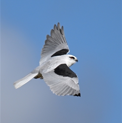 Elanus axillaris (Black-shouldered Kite) at Fyshwick, ACT - 5 Aug 2025 by davidcunninghamwildlife