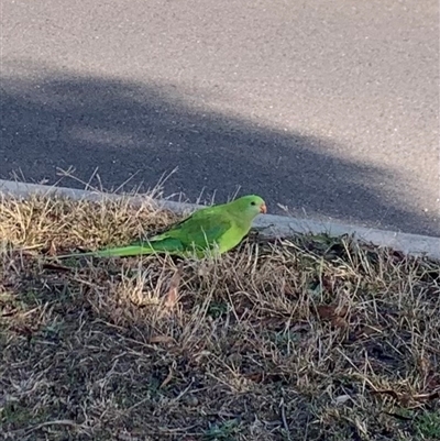 Polytelis swainsonii (Superb Parrot) at Forde, ACT - 7 Aug 2025 by jklem621