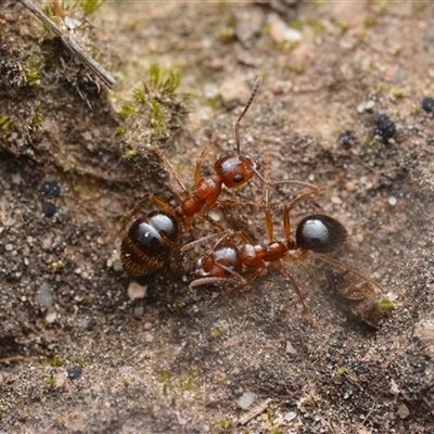 Notoncus gilberti (Smooth Epaulet Ant) at Yarralumla, ACT - 6 Aug 2025 by NateKingsford