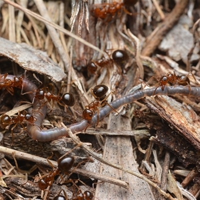 Notoncus hickmani (Yellow Epaulet Ant) at Yarralumla, ACT - 6 Aug 2025 by NateKingsford