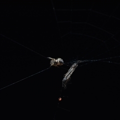 Unverified Orb-weaving spider (several families) at Yarralumla, ACT - 6 Aug 2025 by NateKingsford