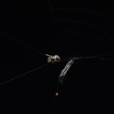 Unverified Orb-weaving spider (several families) at Yarralumla, ACT - 6 Aug 2025 by NateKingsford