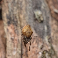 Socca pustulosa (Knobbled Orbweaver) at Yarralumla, ACT - 6 Aug 2025 by NateKingsford