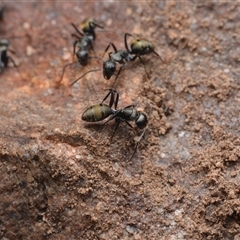 Camponotus aeneopilosus (A Golden-tailed sugar ant) at Yarralumla, ACT - 6 Aug 2025 by NateKingsford