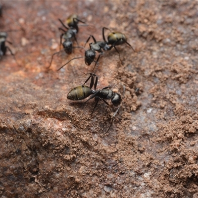 Camponotus aeneopilosus (A Golden-tailed sugar ant) at Yarralumla, ACT - 6 Aug 2025 by NateKingsford