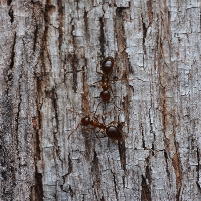 Notoncus gilberti (Smooth Epaulet Ant) at Yarralumla, ACT - 6 Aug 2025 by NateKingsford