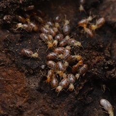 Nasutitermes (genus) (Snouted termite, Gluegun termite) at Yarralumla, ACT - 6 Aug 2025 by NateKingsford