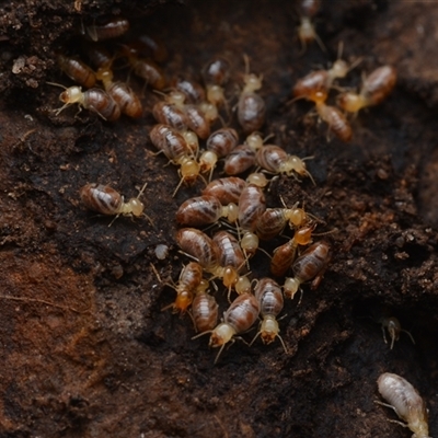 Nasutitermes (genus) (Snouted termite, Gluegun termite) at Yarralumla, ACT - 6 Aug 2025 by NateKingsford