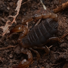Urodacus manicatus (Black Rock Scorpion) at Yarralumla, ACT - 6 Aug 2025 by NateKingsford