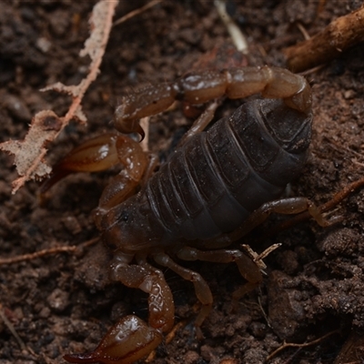 Urodacus manicatus (Black Rock Scorpion) at Yarralumla, ACT - 6 Aug 2025 by NateKingsford