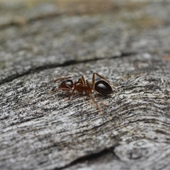 Notoncus sp. (genus) (A Notoncus ant) at Yarralumla, ACT - 6 Aug 2025 by NateKingsford