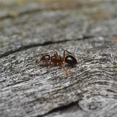 Notoncus sp. (genus) (A Notoncus ant) at Yarralumla, ACT - 6 Aug 2025 by NateKingsford