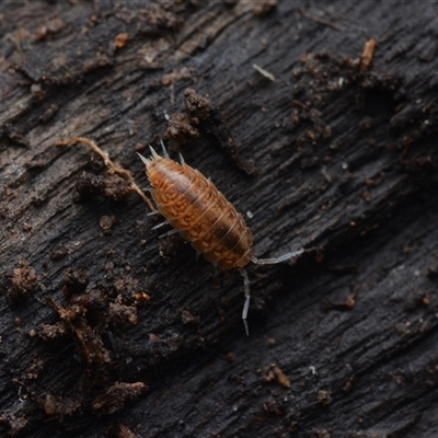 Isopoda (order) at Yarralumla, ACT - 6 Aug 2025 by NateKingsford