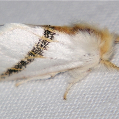 Mesodrepta harpotoma (a Noctuid moth (Notodontidae)) at  - suppressed by PJH123