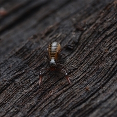 Pseudoscorpiones (order) at Yarralumla, ACT - 6 Aug 2025 by NateKingsford