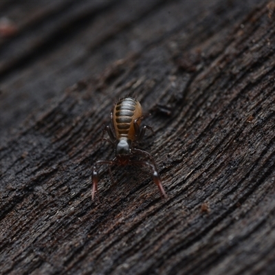 Pseudoscorpiones (order) at Yarralumla, ACT - 6 Aug 2025 by NateKingsford