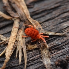 Trombidiidae (family) (Red velvet mite) at Yarralumla, ACT - 6 Aug 2025 by NateKingsford
