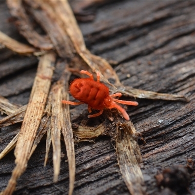 Trombidiidae (family) (Red velvet mite) at Yarralumla, ACT - 6 Aug 2025 by NateKingsford