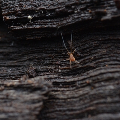 Acari (informal subclass) at Yarralumla, ACT - 6 Aug 2025 by NateKingsford