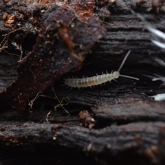 Scolopendromorpha (order) at Yarralumla, ACT - 6 Aug 2025 by NateKingsford