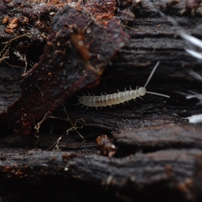 Scolopendromorpha (order) at Yarralumla, ACT - 6 Aug 2025 by NateKingsford