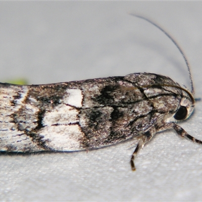 Illidgea aethalodes (A Xyloryctid moth (Xyloryctidae) at  - suppressed by PJH123