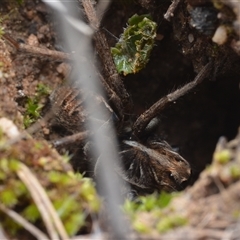 Tasmanicosa sp. (genus) (Tasmanicosa wolf spider) at Yarralumla, ACT - 6 Aug 2025 by NateKingsford