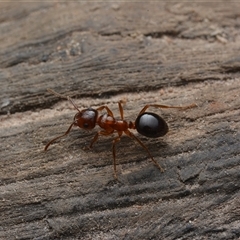 Notoncus hickmani (Yellow Epaulet Ant) at Yarralumla, ACT - 6 Aug 2025 by NateKingsford
