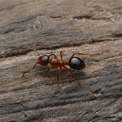 Notoncus hickmani (Yellow Epaulet Ant) at Yarralumla, ACT - 6 Aug 2025 by NateKingsford