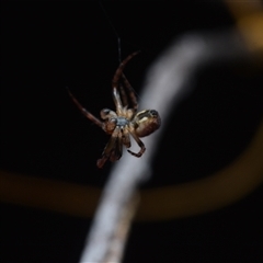 Unverified Orb-weaving spider (several families) at Yarralumla, ACT - 6 Aug 2025 by NateKingsford