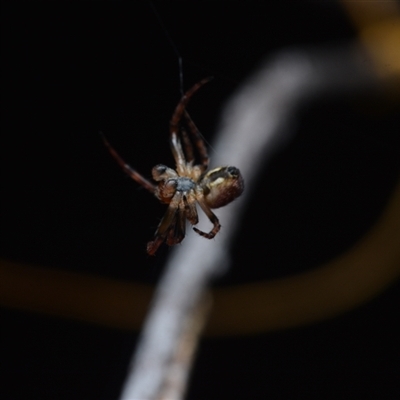 Unverified Orb-weaving spider (several families) at Yarralumla, ACT - 6 Aug 2025 by NateKingsford