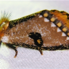 Epicoma melanosticta (Common Epicoma) by PJH123